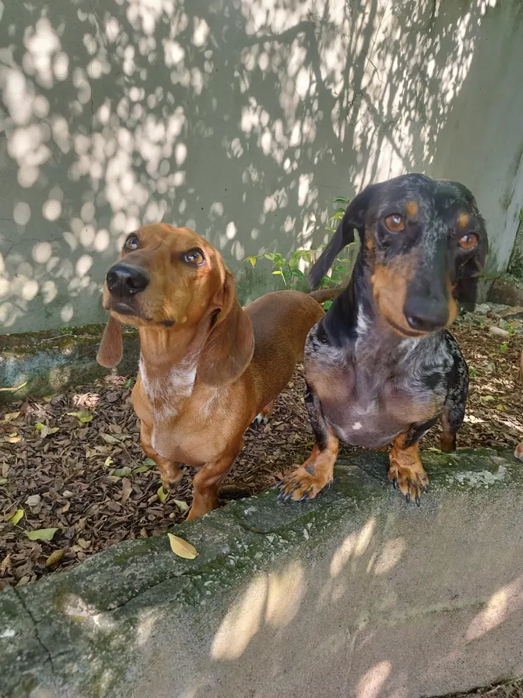 Dois cães lado a lado na área externa