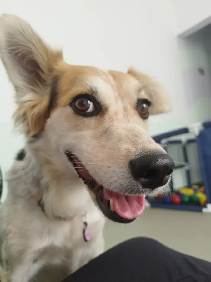 Cão contente durante a rotina na creche