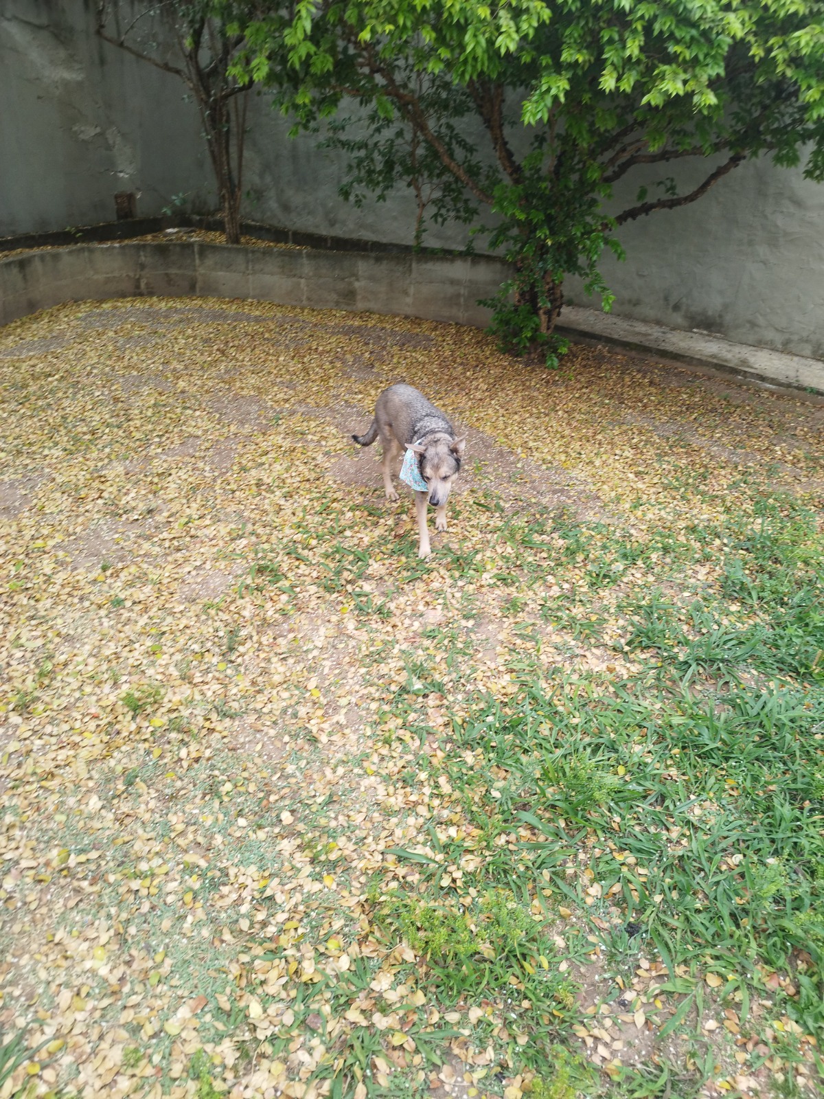 Foto Auzen 19